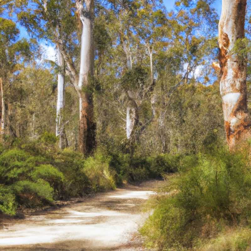 Marvel at the Winter Splendor of Walpole, an Enchanted Realm on the Bibbulmun Track